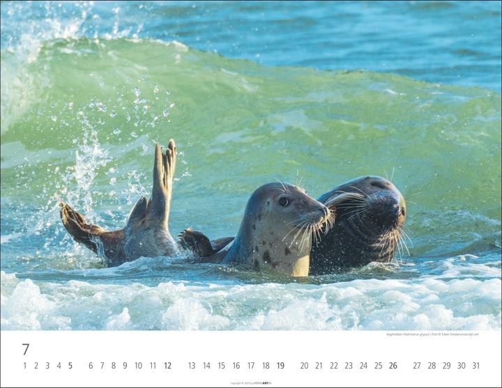 Actual product image Heimische Wildtiere Kalender 2026 (44 x 34 cm)