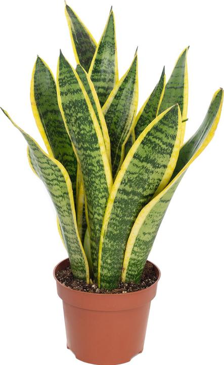Actual product image Flowerbox Curved hemp - Sansevieria trifasciata Laurentii (35 cm)