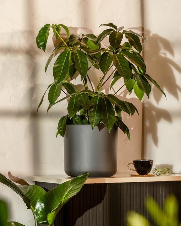 Image du produit feey Schefflera amate (70 cm, Fraîchement rempotés)