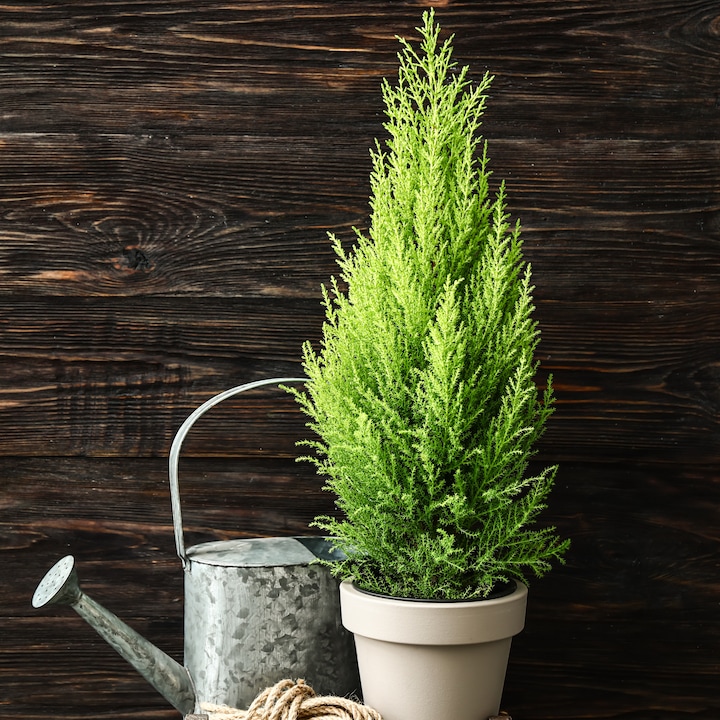 Produktbild Plant in a Box Cupressus sempervirens totem - 2er Set Toskanische Zypresse (80 cm)