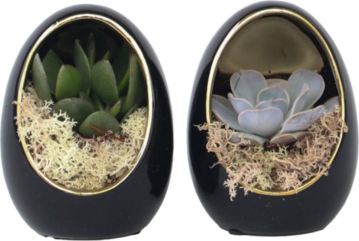 Produktbild Plant in a Box Echeveria lilacina - 2er Set Deko-Ei (12 cm)