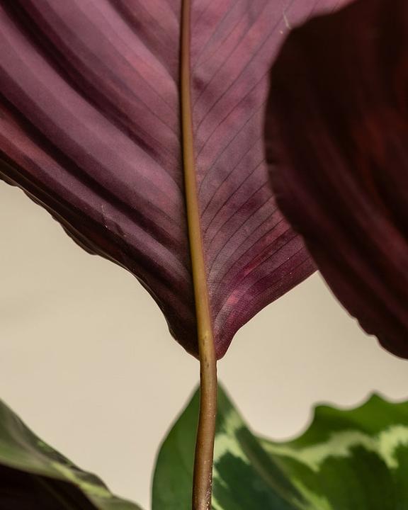 Image du produit feey Calathea Roseopicta (50 cm, Fraîchement rempotés, Respectueux des animaux)