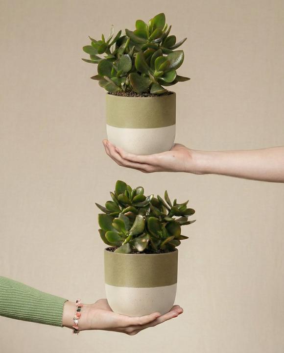 Produktbild feey Geldbaum Duo (15 cm, Frisch umgetopft)