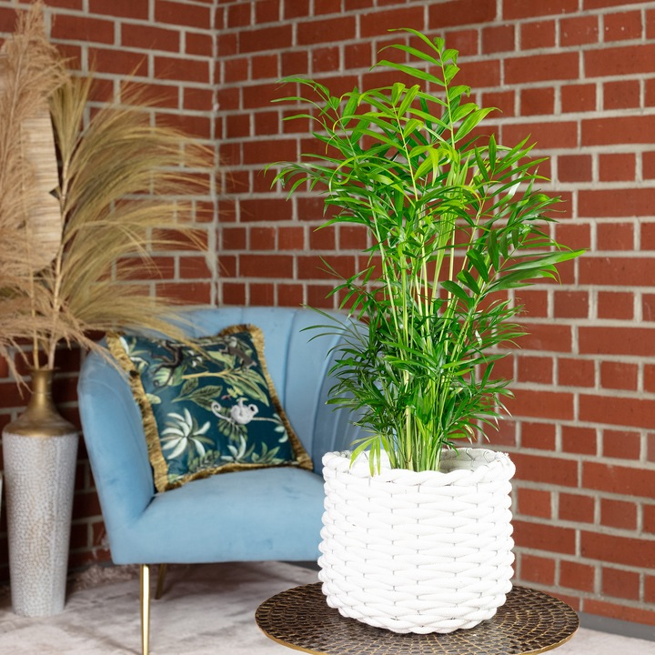 Actual product image Flowerbox Mountain palm - Chamaedorea elegans (55 cm)