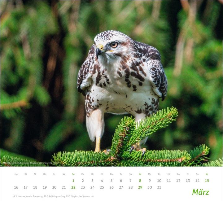 Produktbild times&more Heimische Tiere Bildkalender 2026 (Harter Einband, Deutsch)