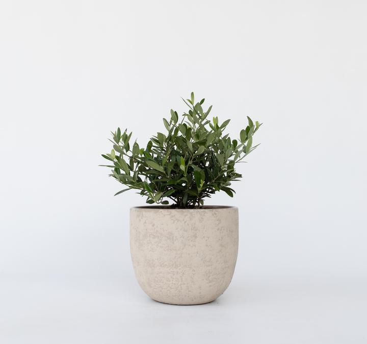 Immagine prodotto Plant in a Box Olea Europaea - Bonsai di olivo in ciotola (40 cm)