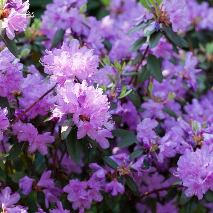 Produktbild Plant in a Box Rhododendron catawbiense purple, Cunningham's White, Elegans Pink - 6er Set Gartenpflanzen (25 cm)