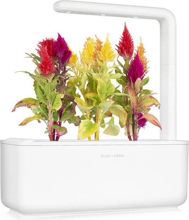 Produktbild Click and Grow Hahnenkamm (Blumensamen)