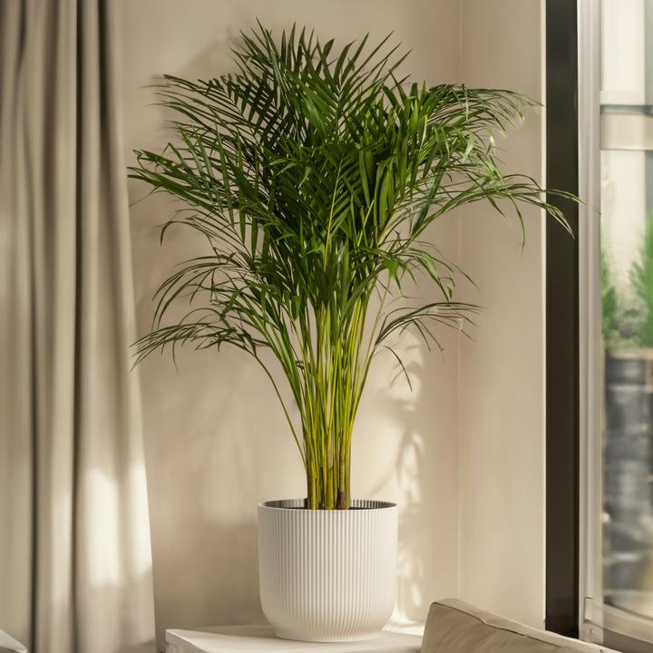 Actual product image Plant in a Box Chamaedorea elegans - Mountain Palm (50 cm)