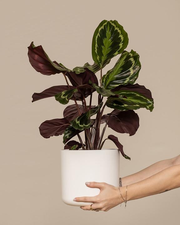Image du produit feey Calathea Roseopicta (50 cm, Fraîchement rempotés, Respectueux des animaux)