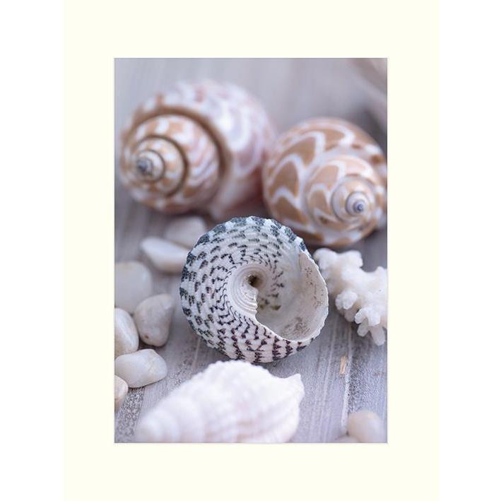 Image du produit Howard Shooter & Lauren Floodgate Imprimé Shells And Pebbles (40 x 30 cm)