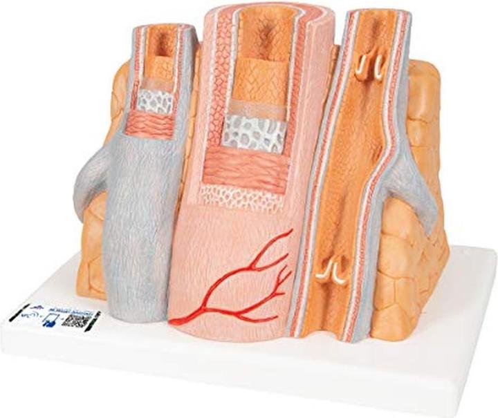 3B Scientific Menschliche Anatomie Mikroanatomie Arterie und Vene 14-fache Vergrösserung