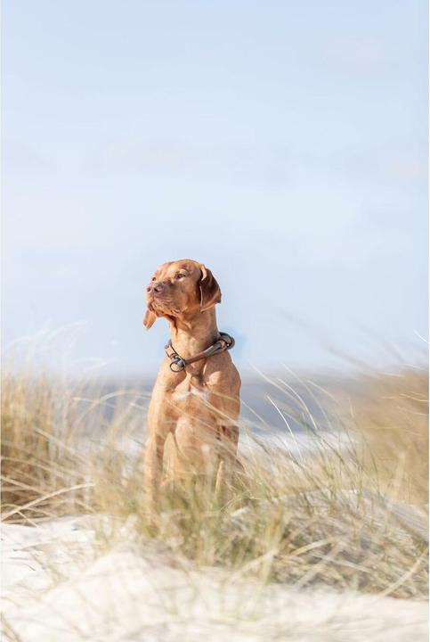 Produktbild Trixie Be Nordic (L, Hund, Spazieren)