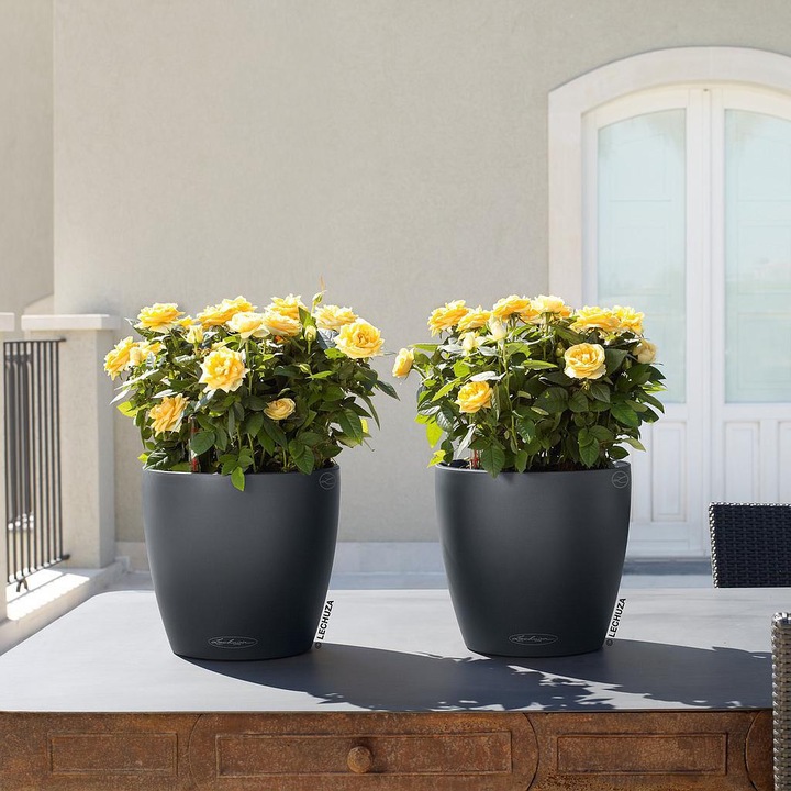 Image du produit Lechuza Classico Color (21.50 cm)