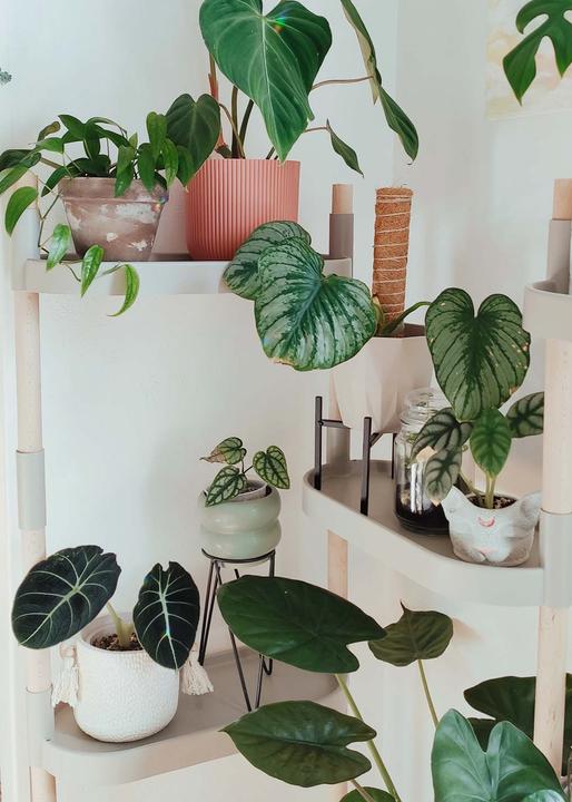 Image du produit CitySens Blumenregal