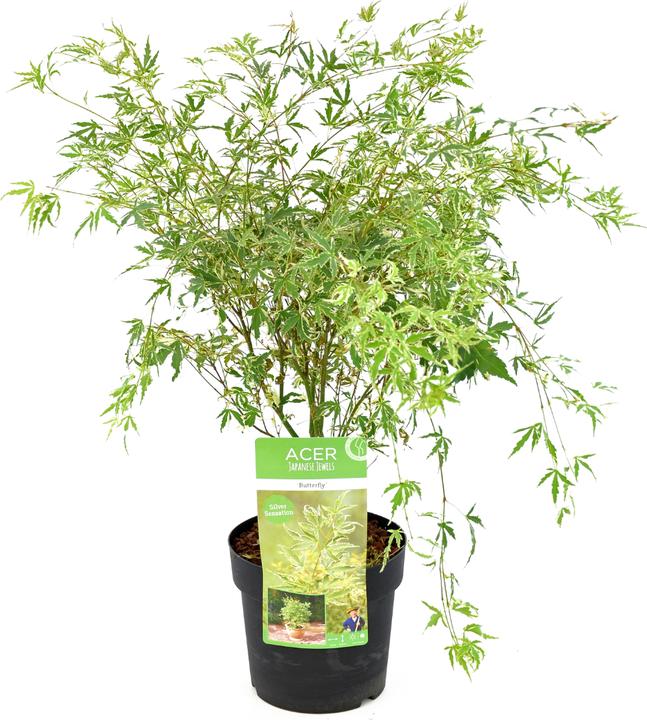 Produktbild Plant in a Box Acer palmatum 'Butterfly' - Japanischer Ahorn (50 cm)