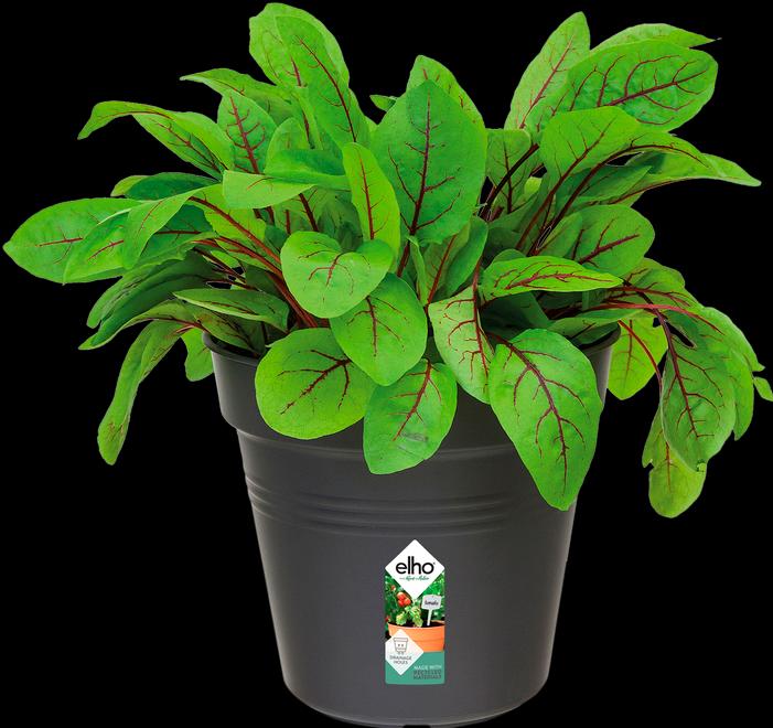 Actual product image Elho Green Basics (19 cm)