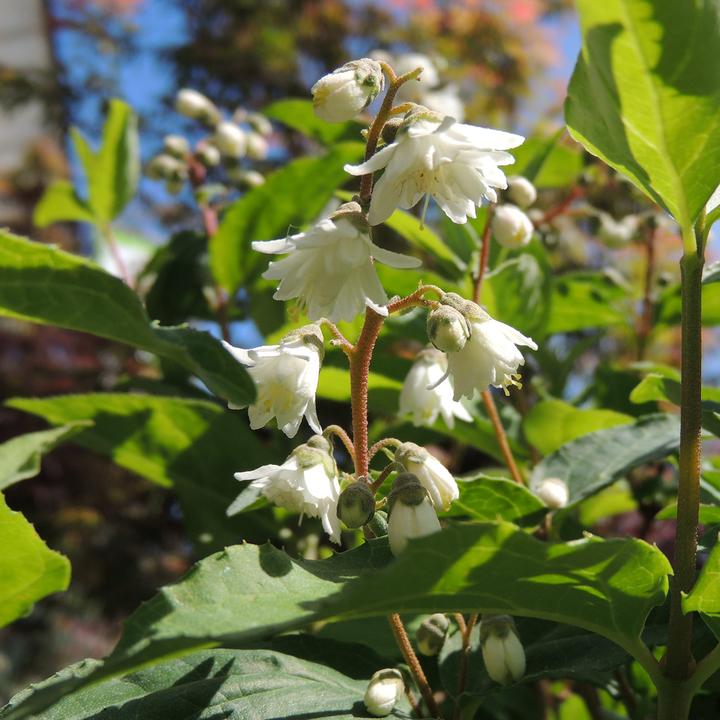 Produktbild Zulauf Deutzie / Deutzia c. 'Pride of Rochester' (100 cm)