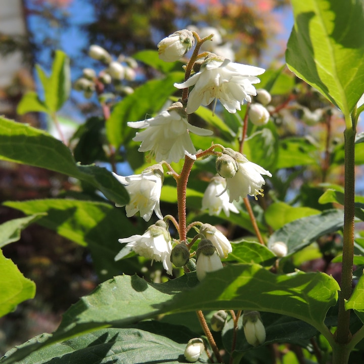 Produktbild Zulauf Deutzie / Deutzia c. 'Pride of Rochester' (100 cm)