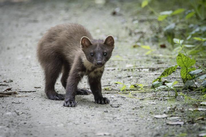 Actual product image Gardigo Marten live trap