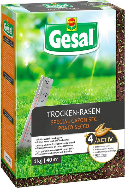 Gesal Prato gran sole (Risemina del prato)