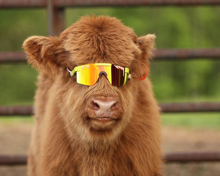 Image du produit Pit Viper The 1993 Polarized (Jaune, Jaune)