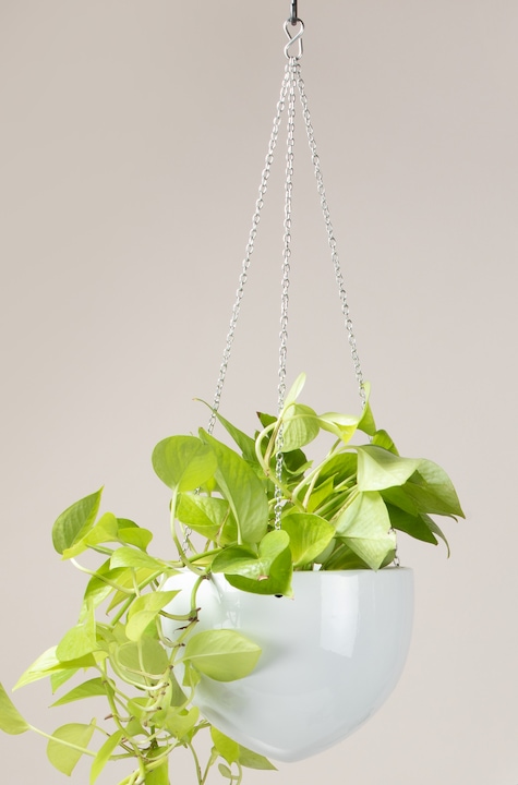 Produktbild Scheurich Hängeampel 845 (18 cm)