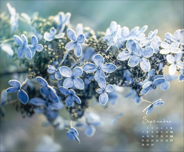 Produktbild FloralArt2026 (Querformat)