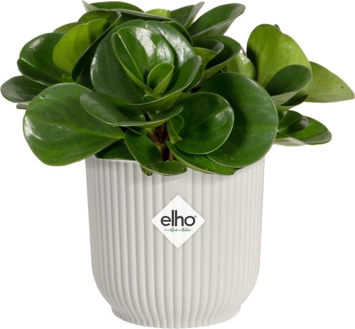 Actual product image Elho Vibes Fold Rund Mini (9.30 cm)