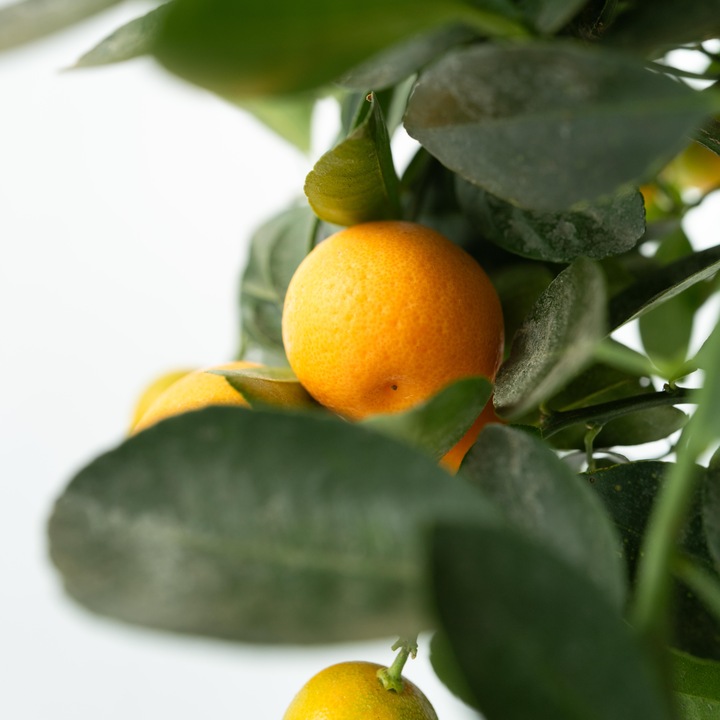 Produktbild Plant in a Box Citrus Mitis Calamondin - Orangenbaum (55 cm)
