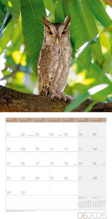 Produktbild Eulen Kalender 2026 - 30x30 (30 x 30 cm, Harter Einband, Deutsch, Französisch, Englisch)