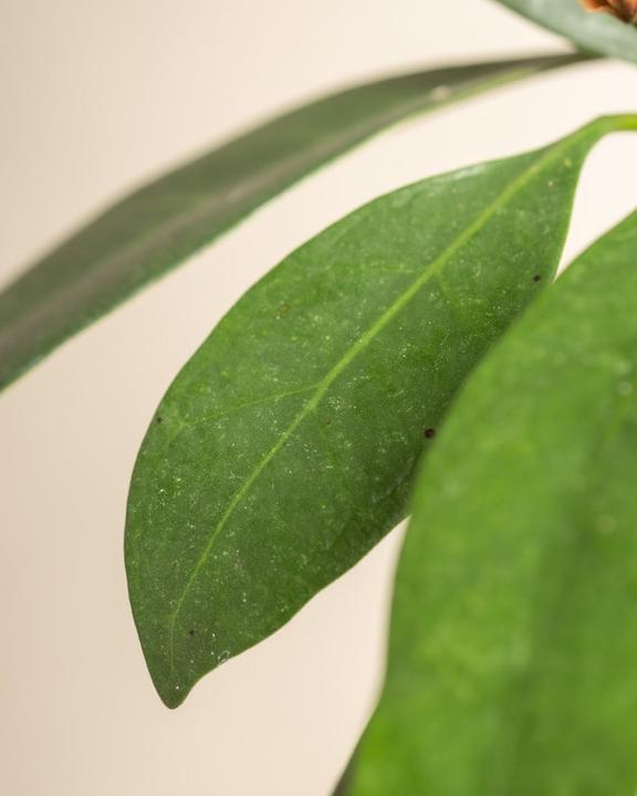 Image du produit feey Afrikanischer Feigenbaum (60 cm, Fraîchement rempotés)