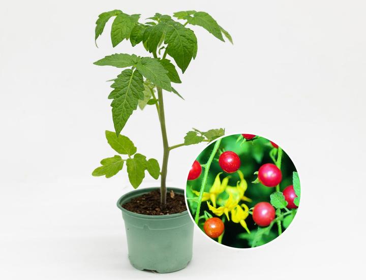 Produktbild Zollinger Bio Setzling, Tomate, Peruanische Wildtomate (100 cm)