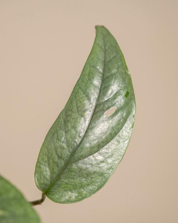 Immagine prodotto feey Epipremnum pinnatum 'Cebu Blue' (25 cm, Appena rinvasata)