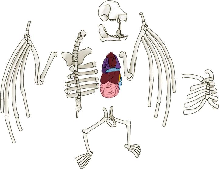 Productafbeelding Simba Scout Dissect-It Mini Lab, 3-p.