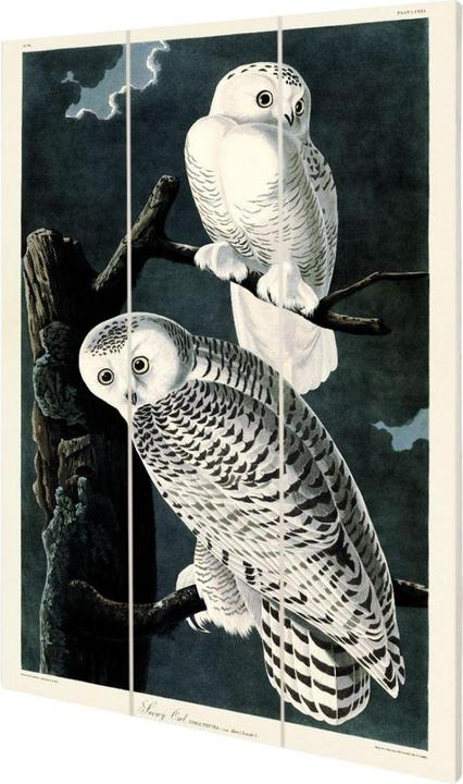 Actual product image Universal Textiles Snowy Owl Wood Print