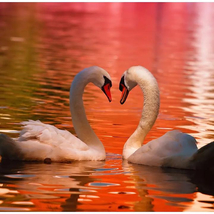 Immagine prodotto Grafika Puzzle 1000 pezzi Cigni (1000 pezzi)