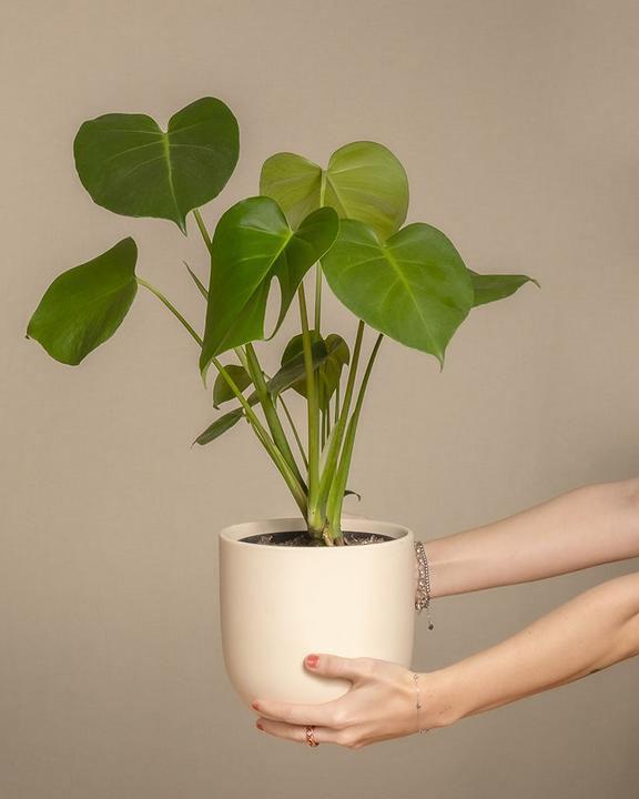 Image du produit feey Monstera (40 cm, Fraîchement rempotés)