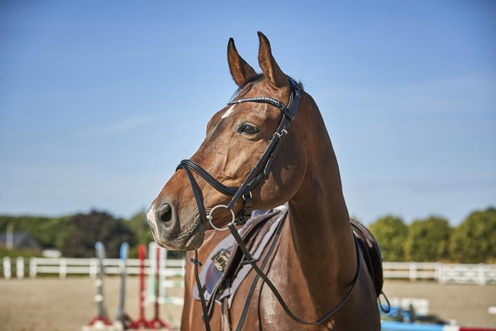 Image du produit Catago Sienna jumping bridle with flash
