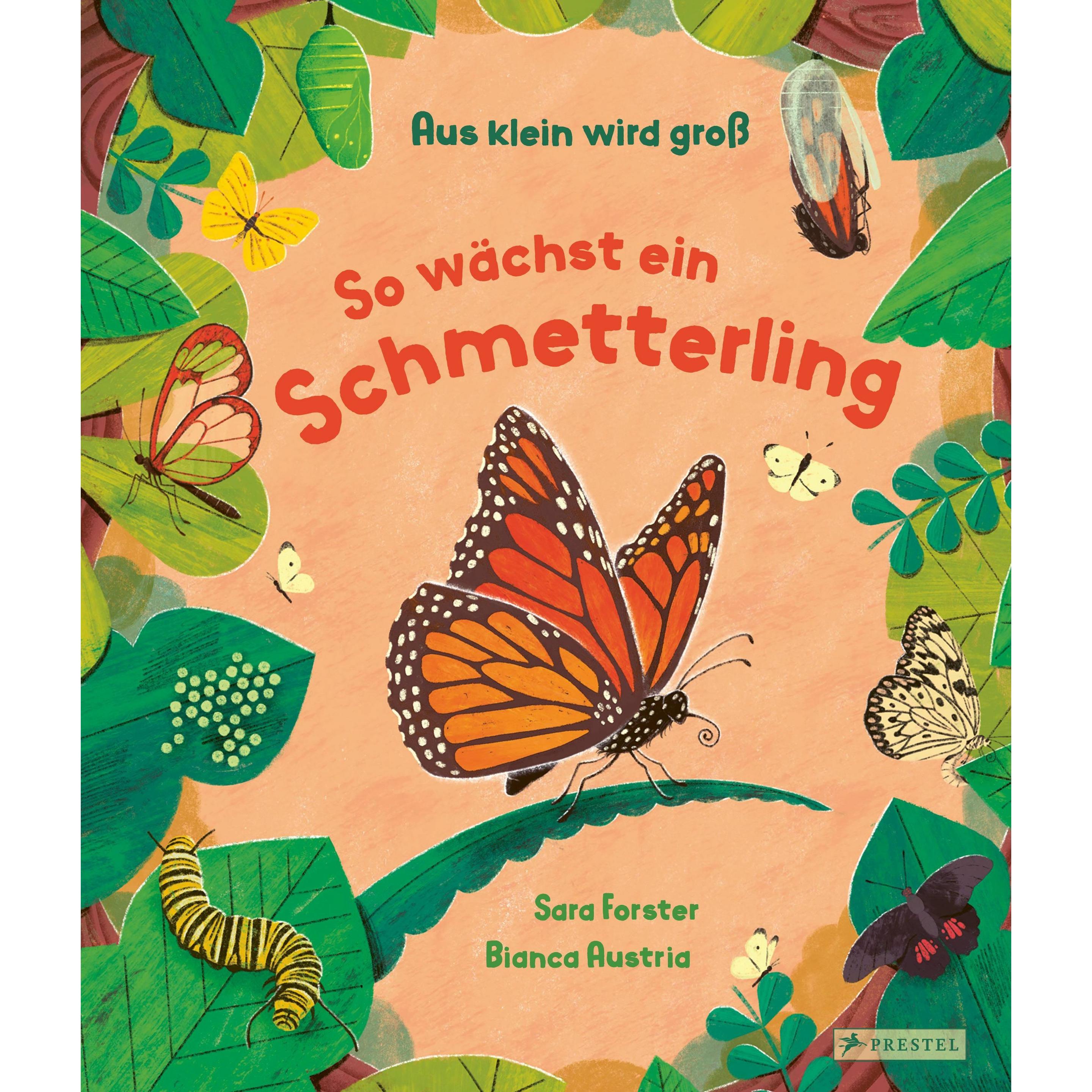 Aus klein wird gross. So wächst ein Schmetterling, Kinderbücher von Bianca Austria, Sara Forster