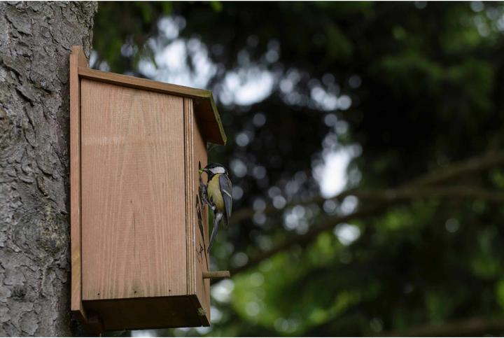 Produktbild Dobar Nistkasten mit Motiv Kohlmeise 17 x 18 x 35 cm