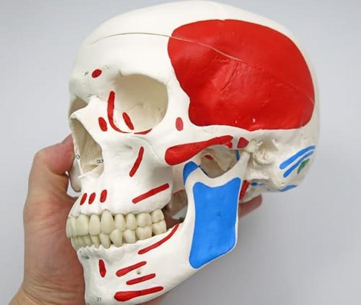 Image du produit 3B Scientific Squelette humain avec représentation musculaire, non monté et logiciel d'anatomie inclus