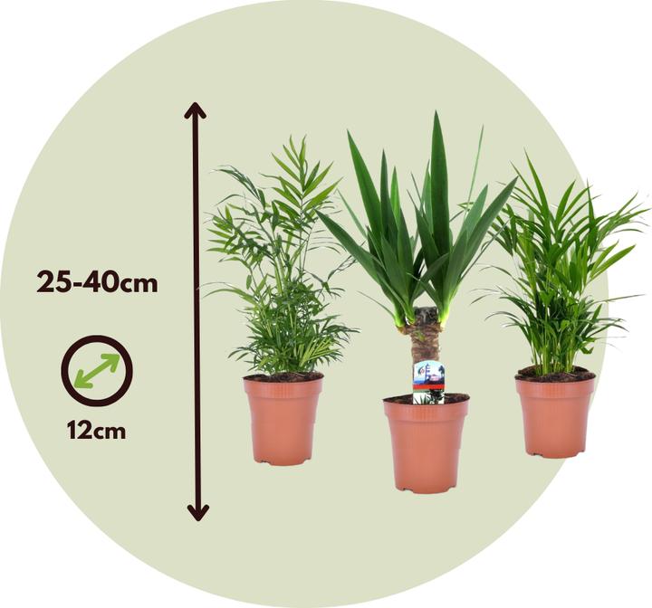 Produktbild Plant in a Box Areca, Chamaedorea, Yucca - 3er Mischung Mini Palme (25 cm)