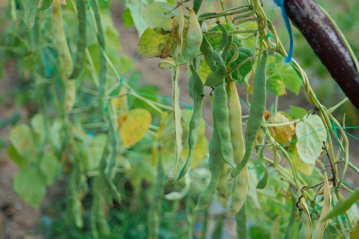 Image du produit Living Seeds Haricot vert, Helda