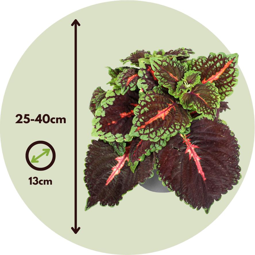 Thumbnail - Plant in a Box, Pflanzen, Coleus - Brennnessel (25 cm)