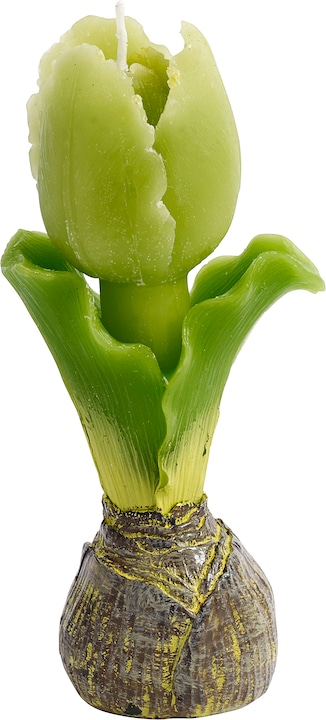 Image du produit Nordal Tulipe (1 pcs)