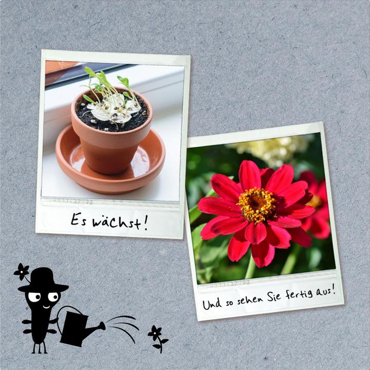 Produktbild Kosmos Blühendes Papier