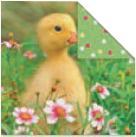 Produktbild Stewo Servietten Stefan (20 x, 33 x 33 cm)