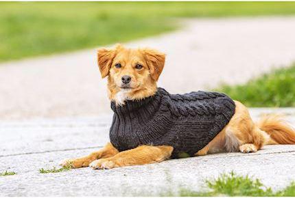 Produktbild Chiara Pullover Jade (20, Hundepullover)