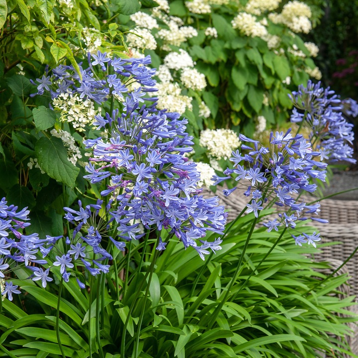 Produktbild Plant in a Box Agapanthus - 6er Set (10 cm)
